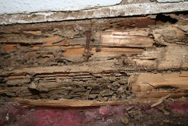 Termite Interior Damage